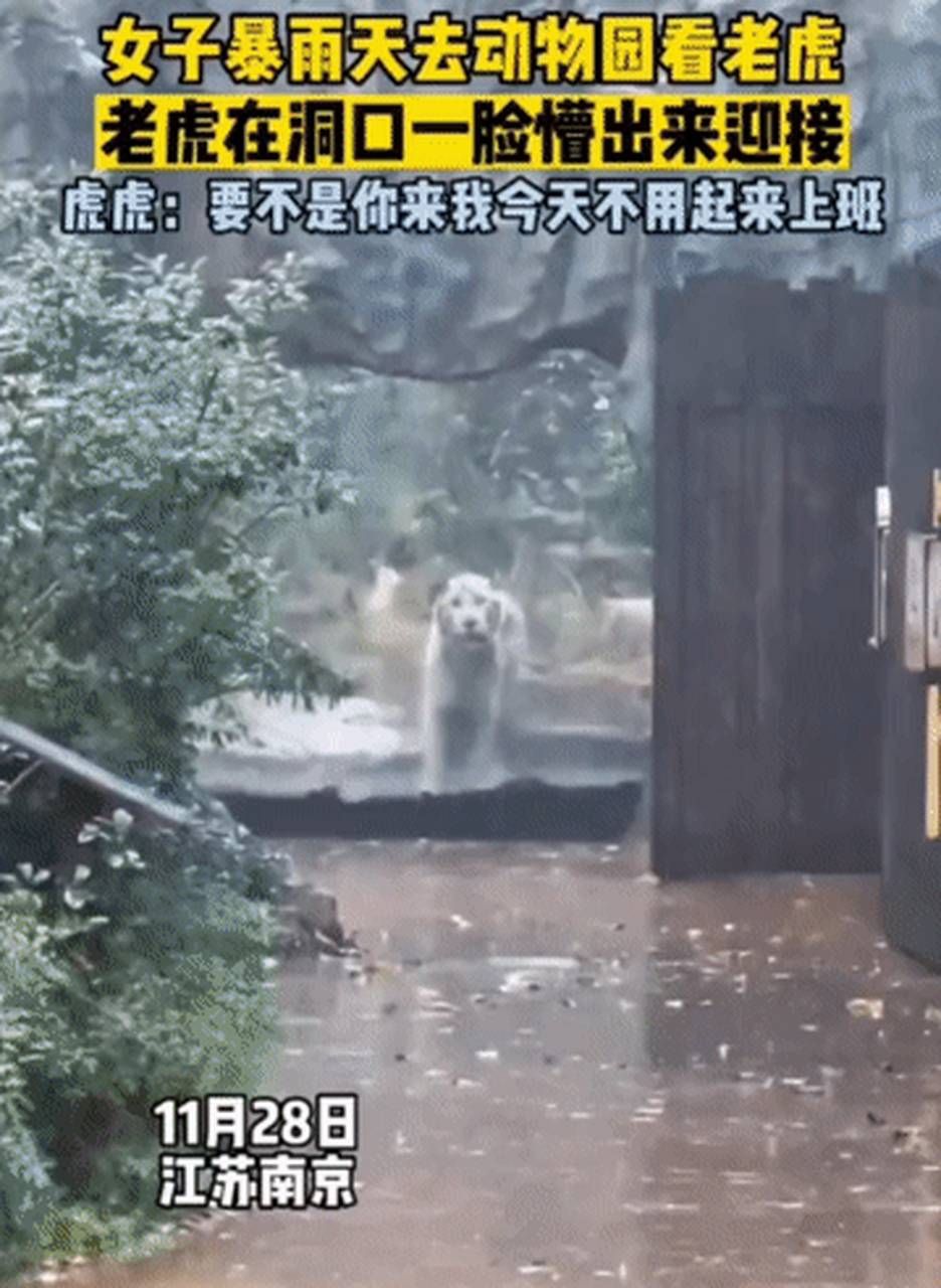 雨一直下,气氛不算融洽[泪奔]