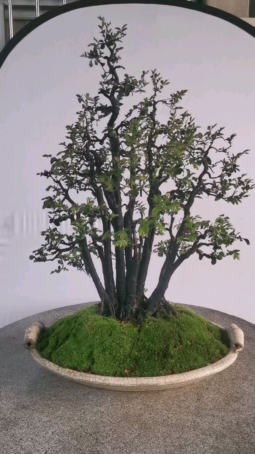 岭南功底黑骨茶盆景