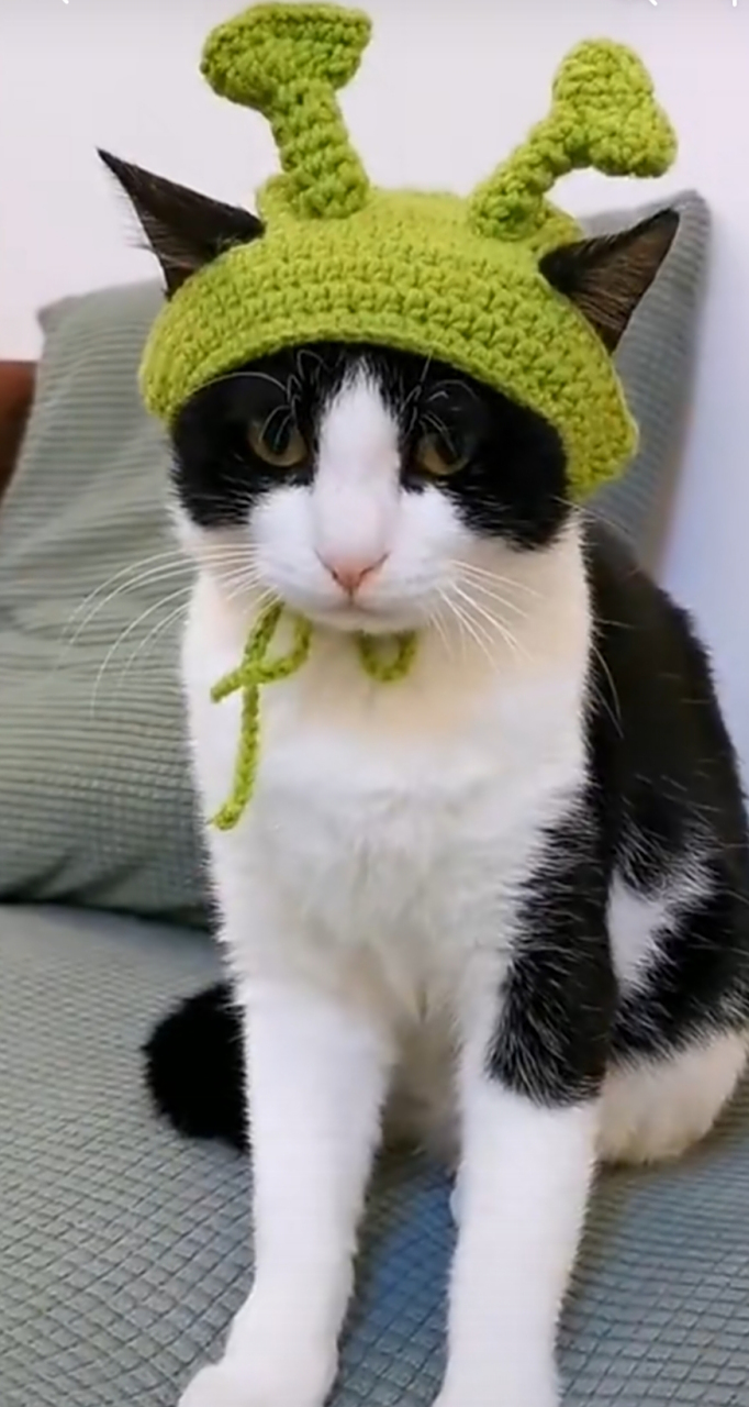 猫咪居然自己会戴帽子,不可思议.