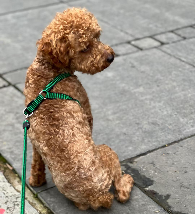 贵阳市南明区5000寻中型泰迪犬
