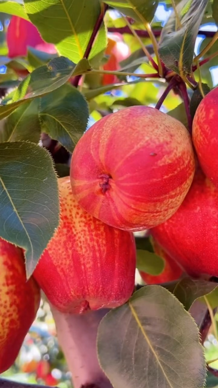 朋友们好,彩虹梨,好看又好吃-度小视
