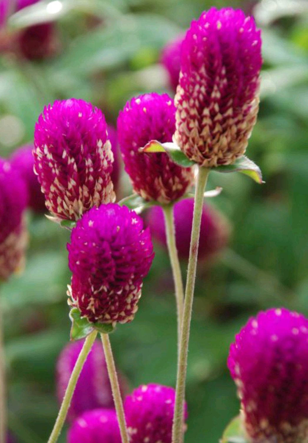 分享图片:千日红