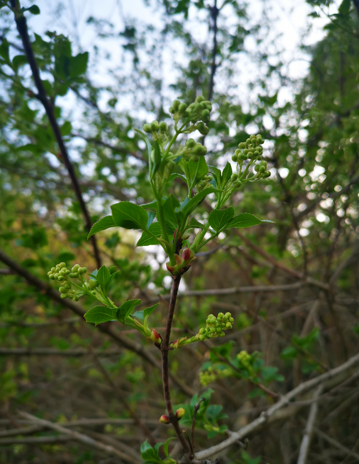 春来野菜香,《珍珠花野菜》