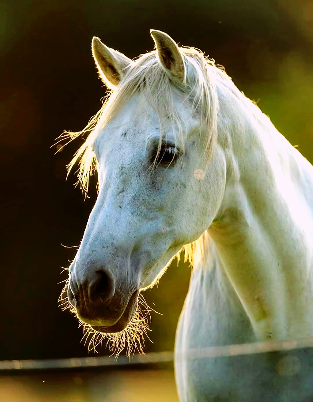 动物# 一匹马,能帅到什么程度?