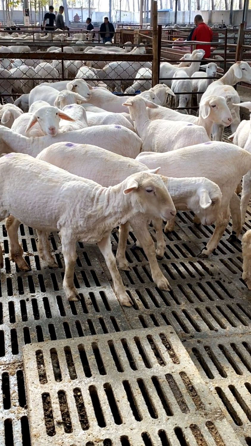 "奥寒羊""小尾寒羊"