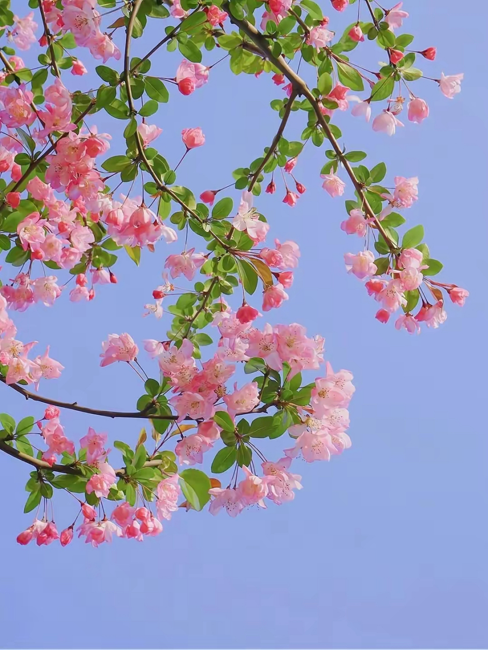 花朵的图片大全风景图片