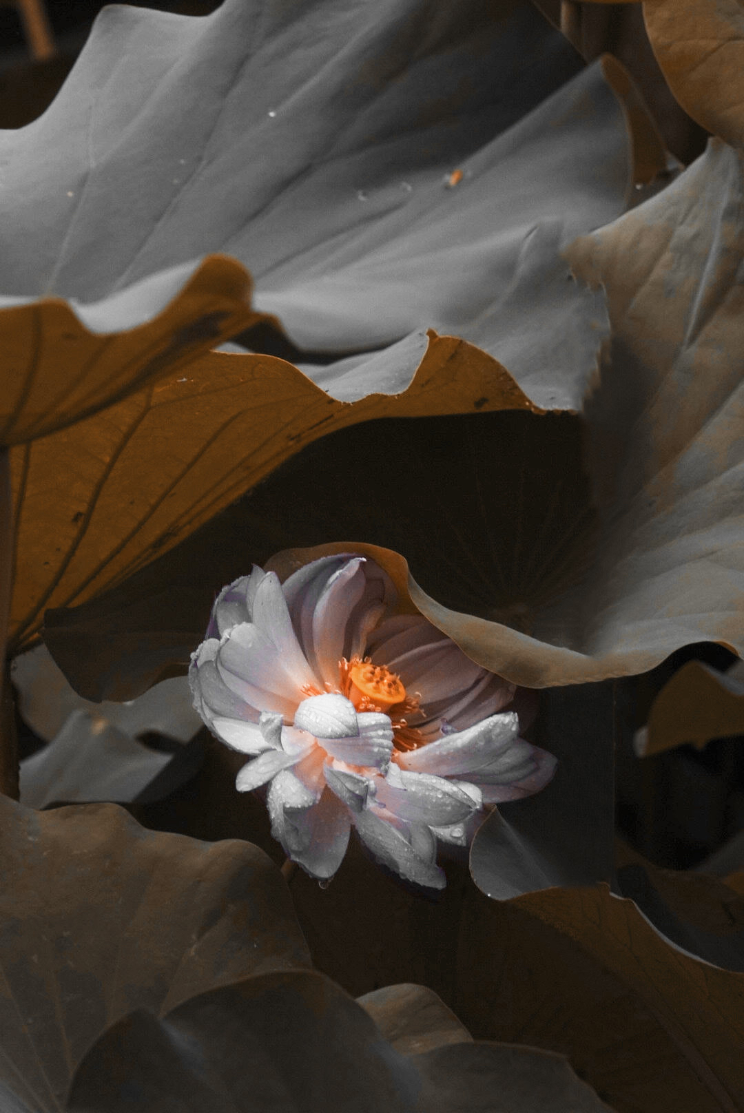 超级黑金色调泼辣修图调色