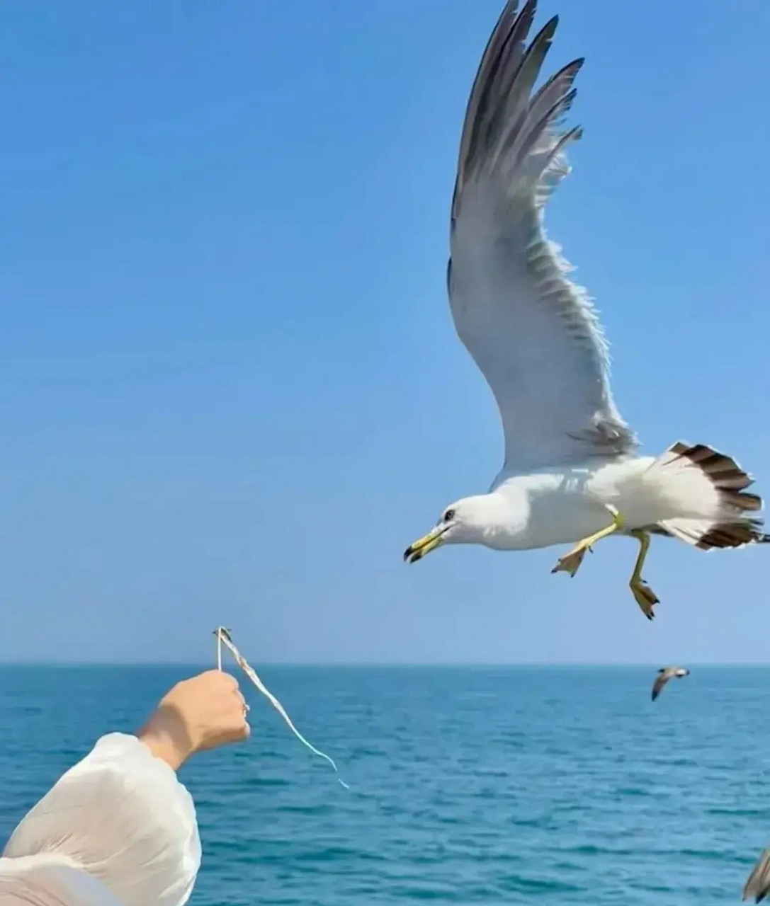 来大连,一定要去海边喂海鸥.