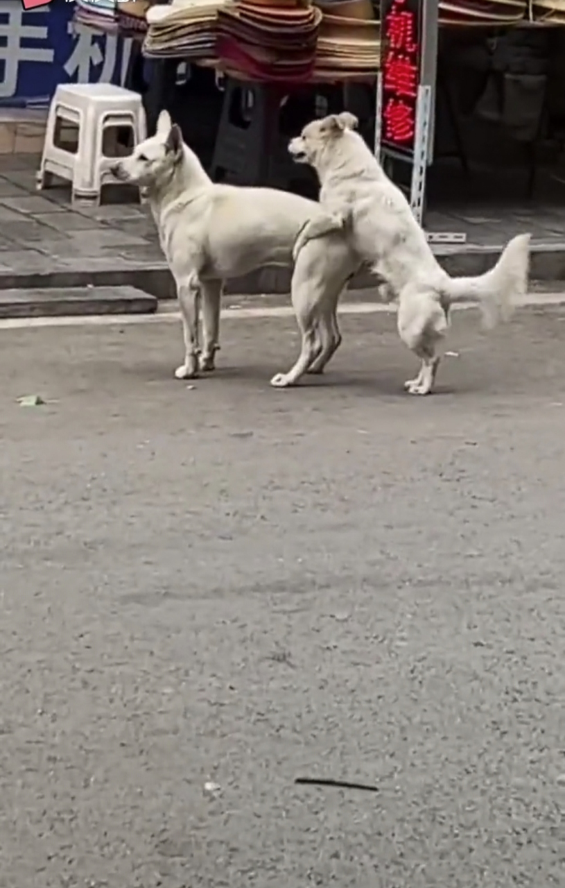 母狗:实在够不着就算了吧!