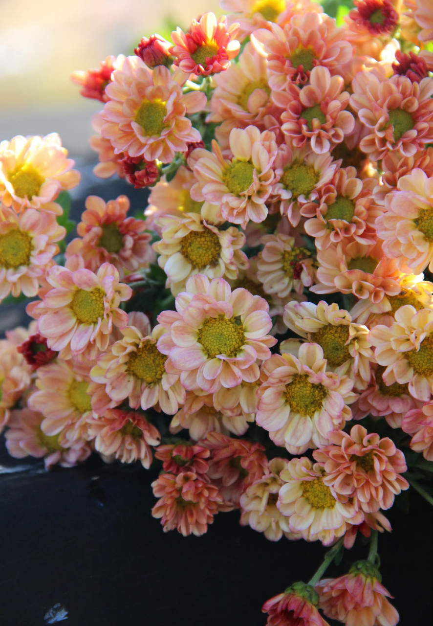 菊花# 切花香槟,这款深深浅浅的颜色拍出来就特别好看,华丽丽的色 ..