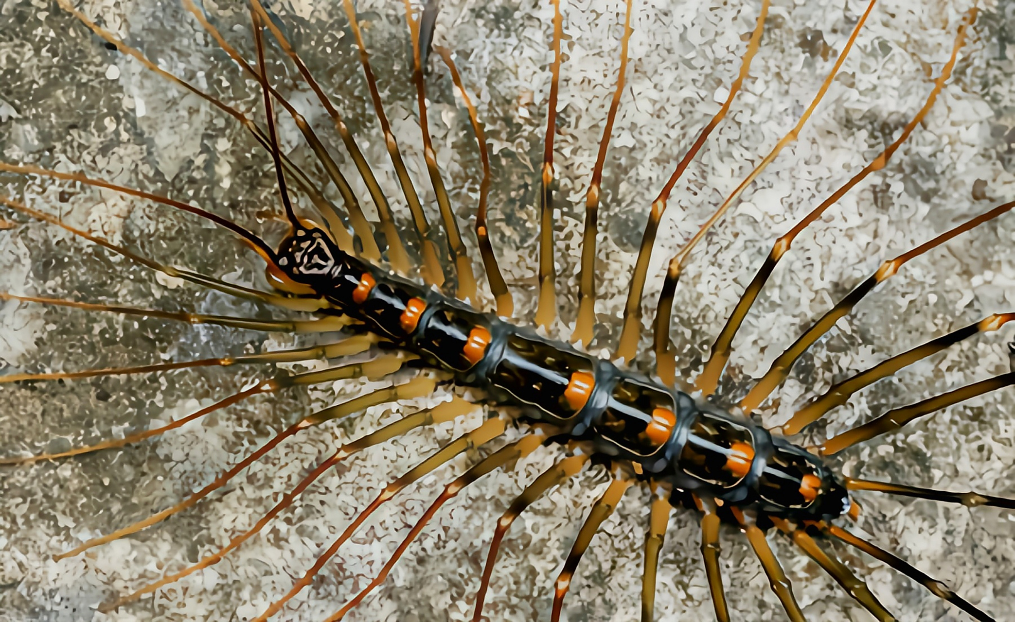 每天认识一种动物——火山蚰蜒 火山蚰蜒 别名大蚰蜒,原产于亚洲,成虫