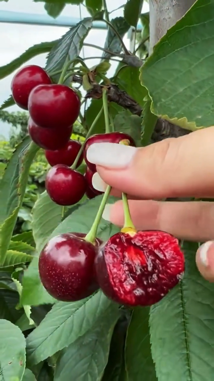 蜜露樱桃苗价格 蜜露樱桃苗结果表现 果实硬度高 树势生长旺盛 管理