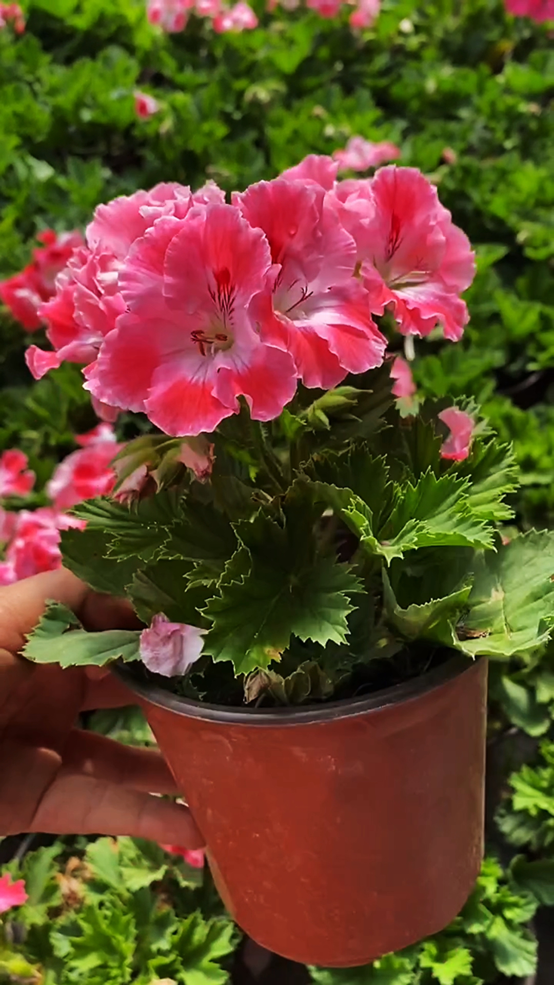 蝴蝶梅中的这款特别好看