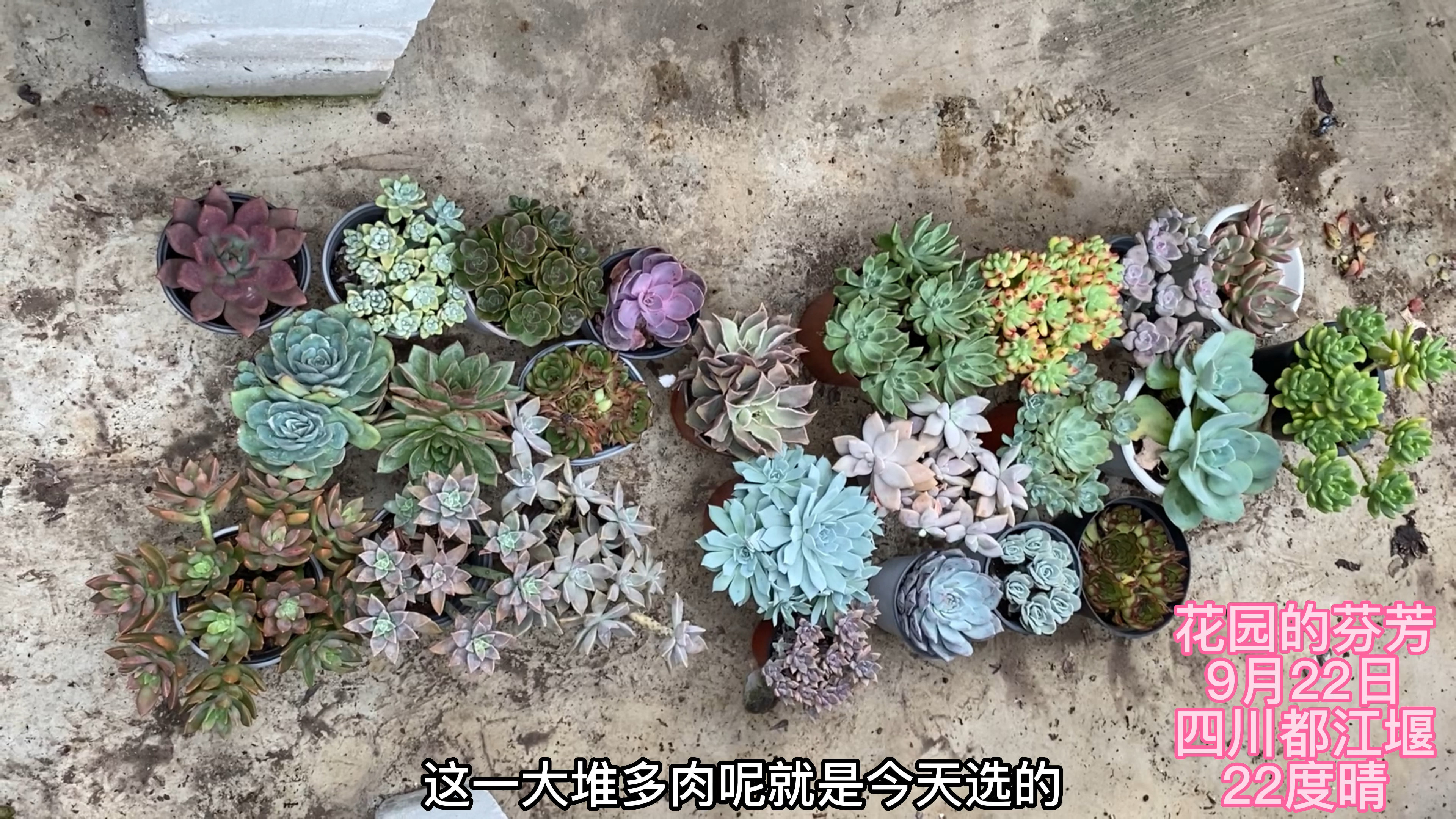 给堂妹一口气选24盆多肉,全是皮实好养的,她看到双手比赞