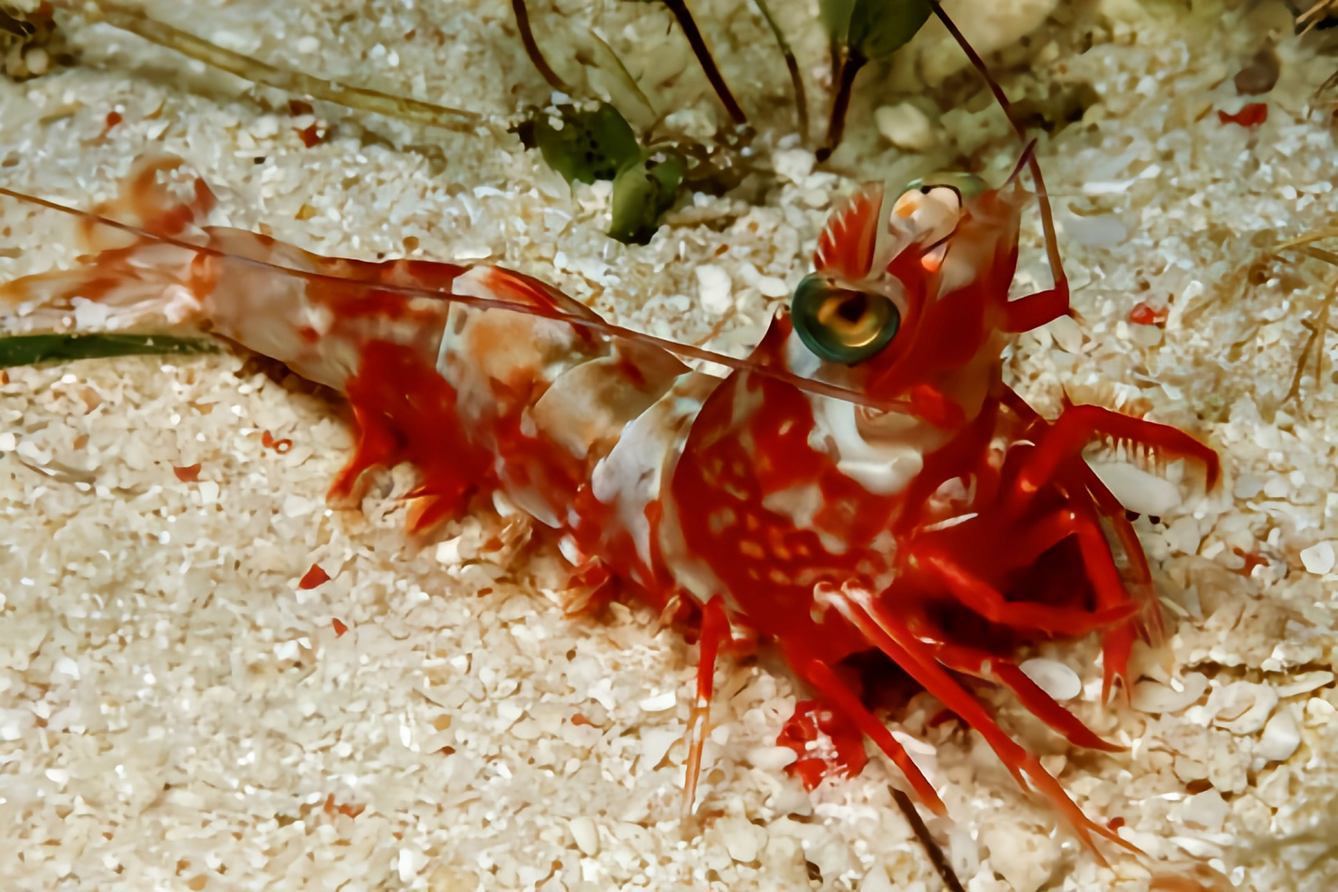 每天认识一种动物——高脊赤虾 高脊赤虾别名鸡冠虾,原产于太平洋至