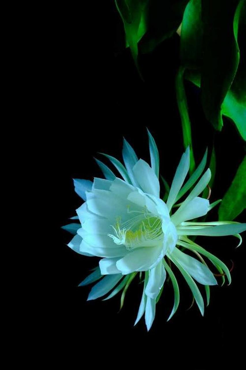 昙花一现为韦陀,情深不悔是婆娑