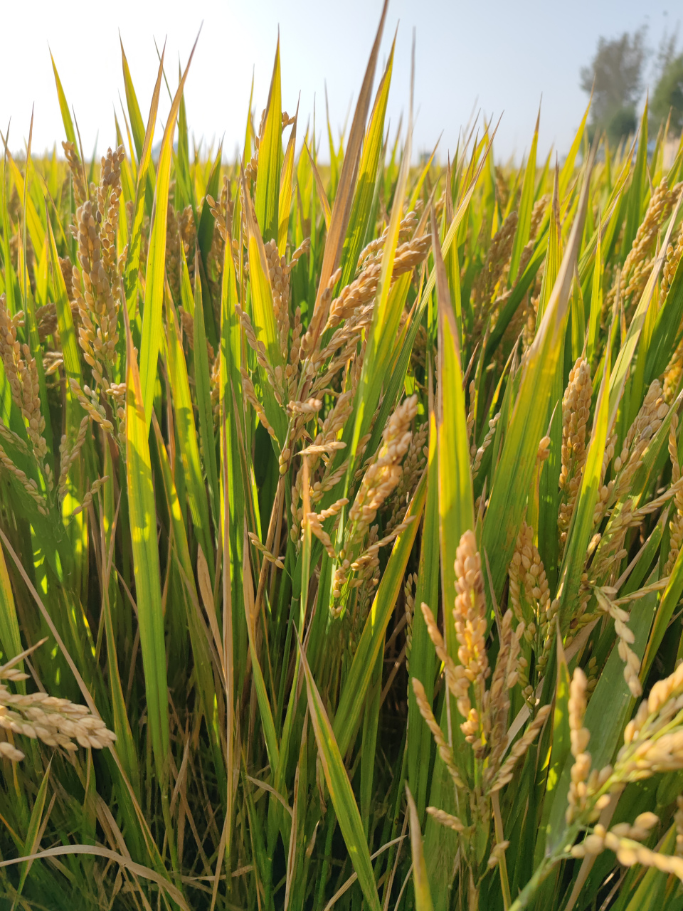 原阳大米,水稻之乡#分享秋日好天气# #百万创作者计划