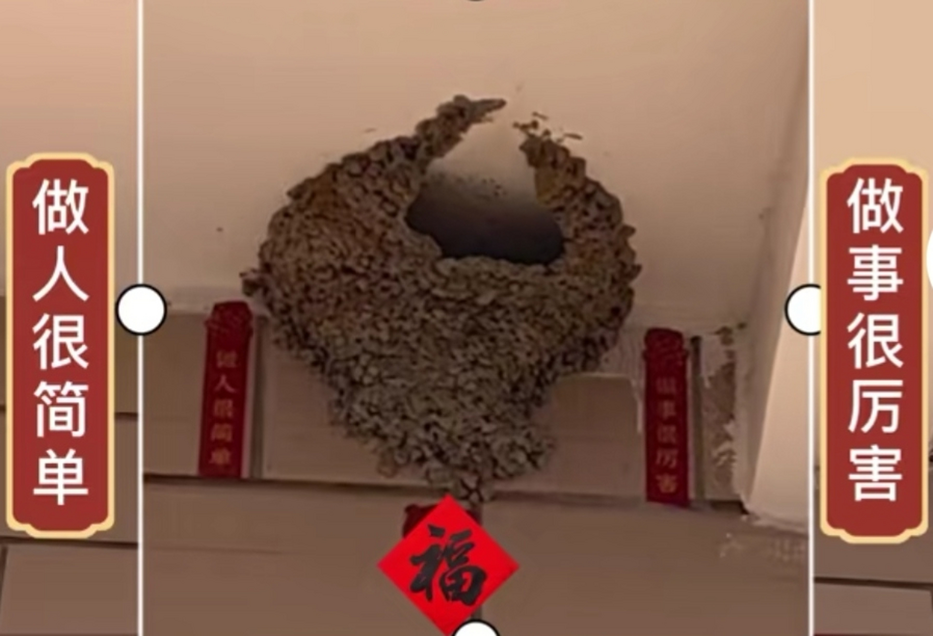 屋主给自家鸟窝贴对联,中国好房东!