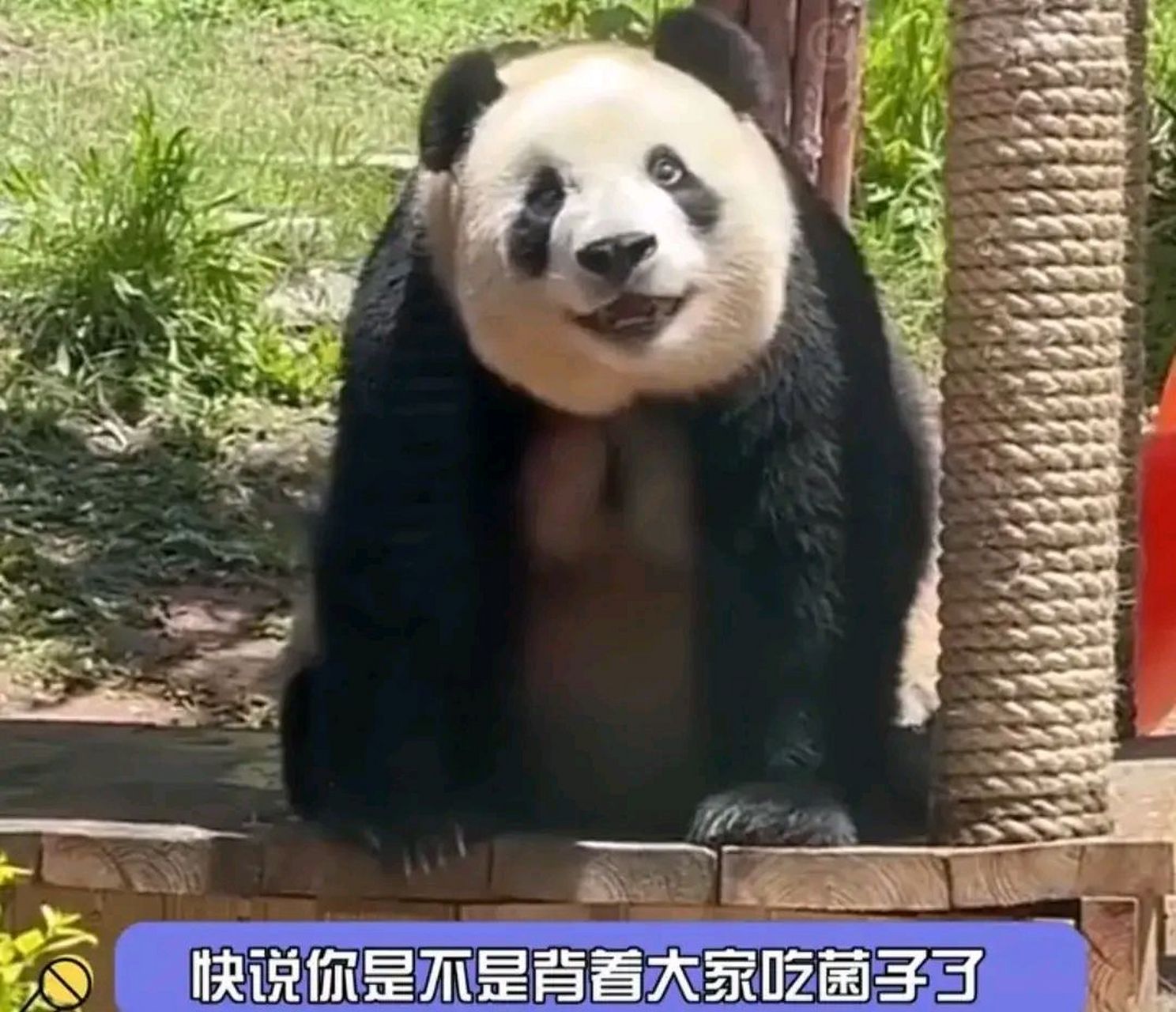 飞云的这表情好像是在云南吃了不该吃的菌子,开始飘飘然了么 好多金虎