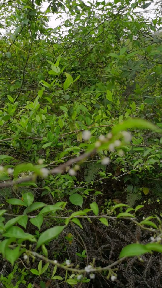 称星树蝉鸣声中怒放