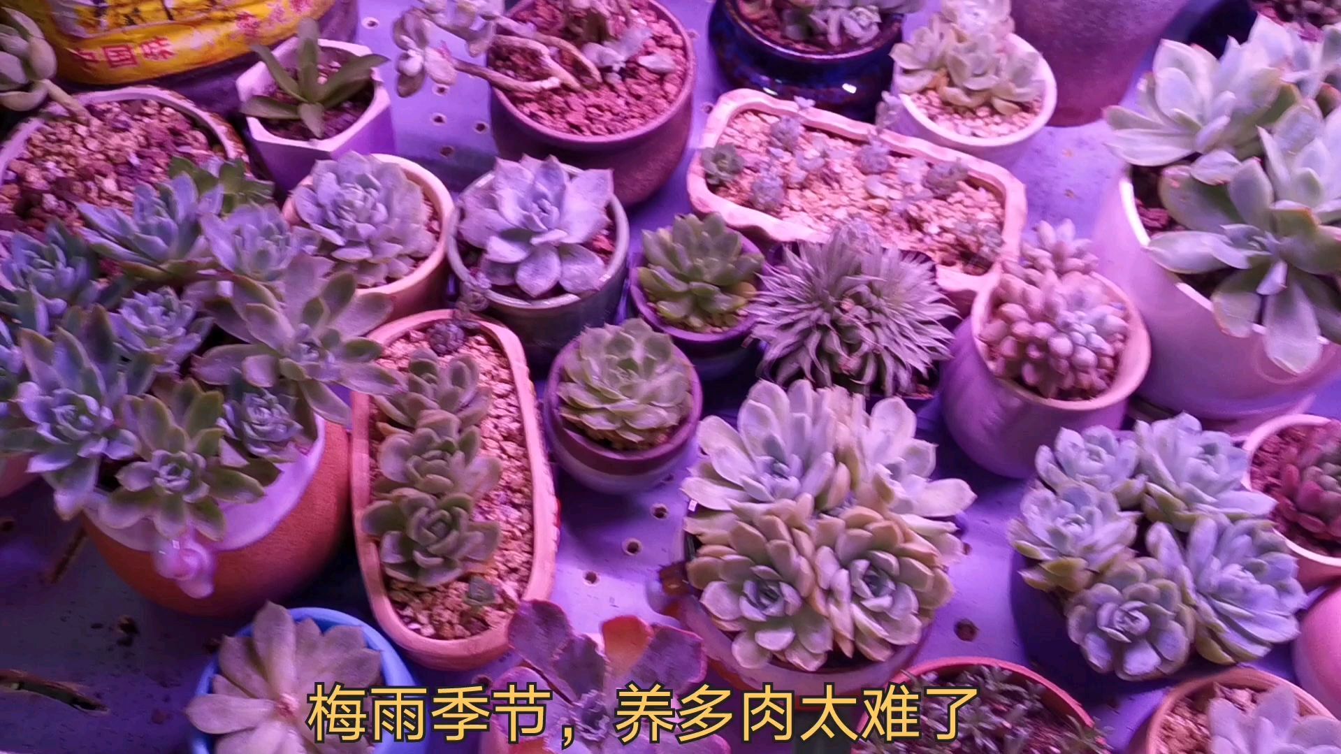 梅雨季节,阳台多肉徒了一大片,补光灯还能拯救吗?