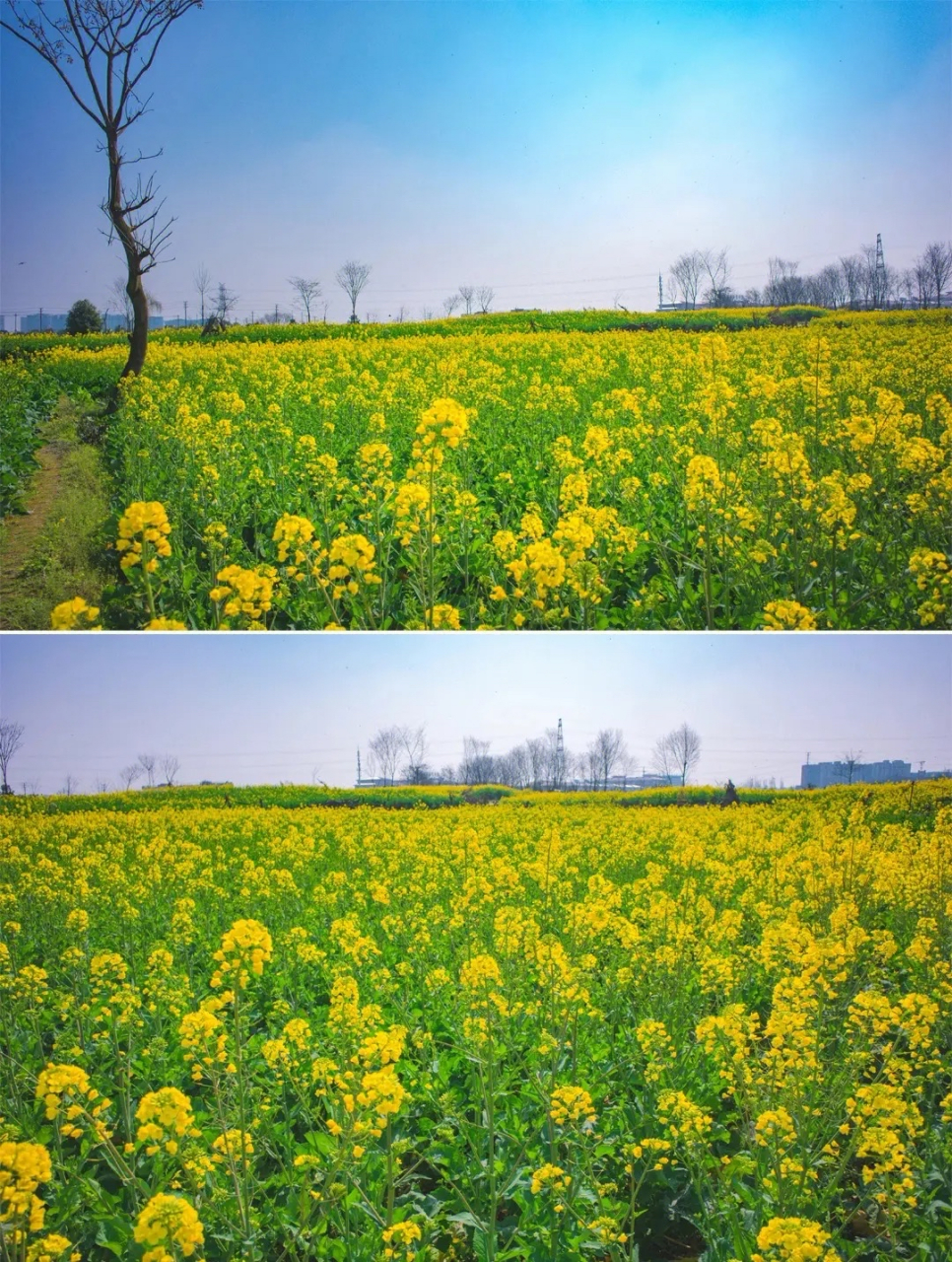 双流油菜花观赏图片