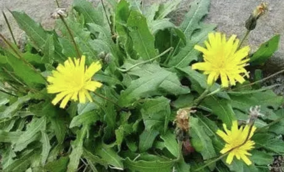 大地的馈赠-我是苣荬菜,不是蒲公英哦!