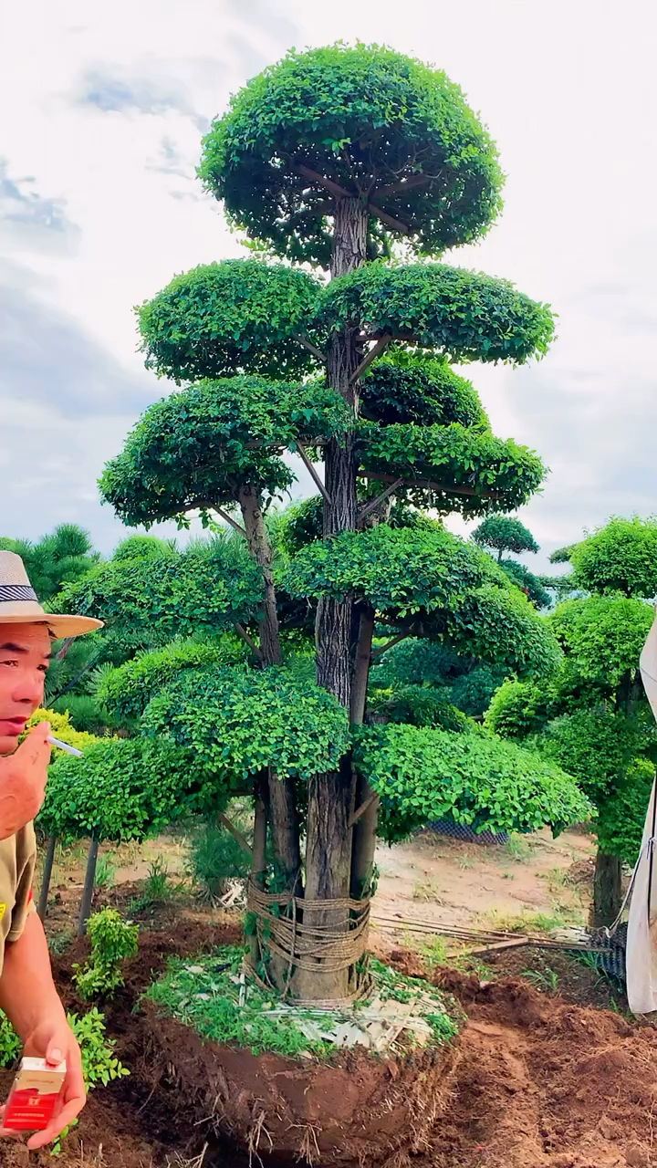 小叶女贞造型树四季常青不落叶适合庭院别墅农家小院栽植