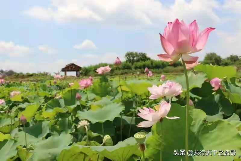 荷美覃塘景区图片图片