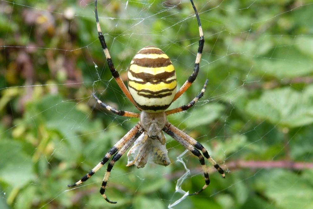 雌蜘蛛交配前会吃掉雄性,那它们如何繁衍后代呢?