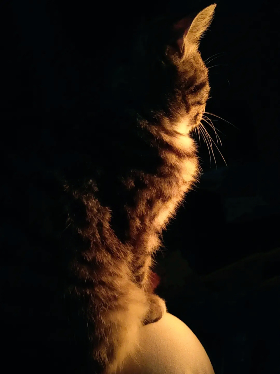 猫咪在繁星点点的夜空下安静地冥想,那静谧的身影让人心生敬畏,它是否