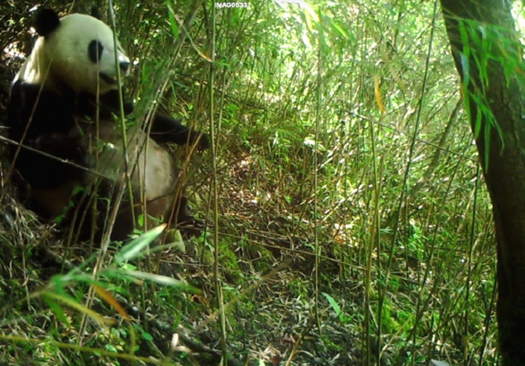 熊猫在竹林中悠然自得,竹叶在微风中摇曳.
