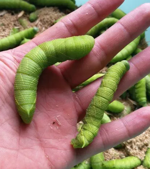 连云港特产:灌云豆丹的诱惑