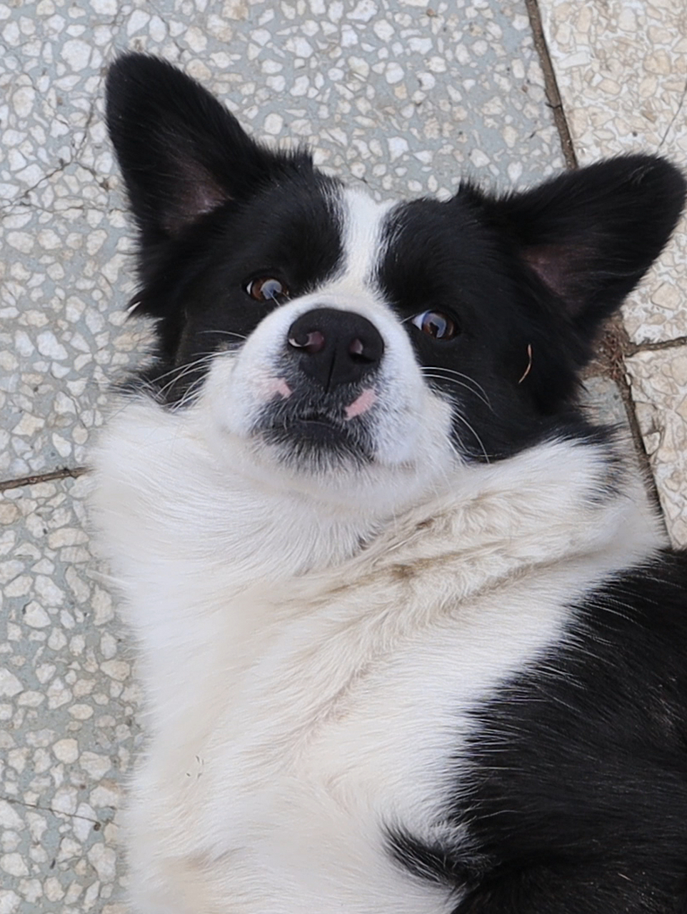 不管在哪里,它俩总是很快乐 阿尔法和贝塔真是快乐的小狗子,只要它俩