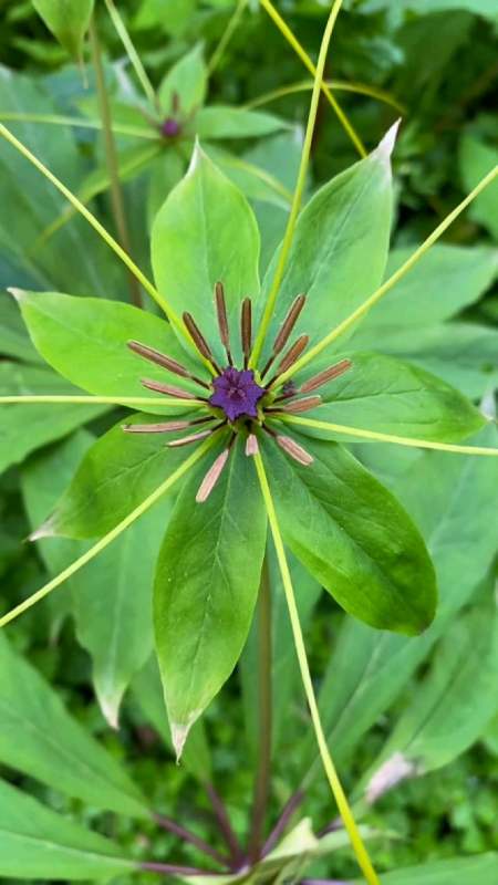 武当山四大名药之"七叶一枝花",多么美的花,如果不查,您知道它是毒的