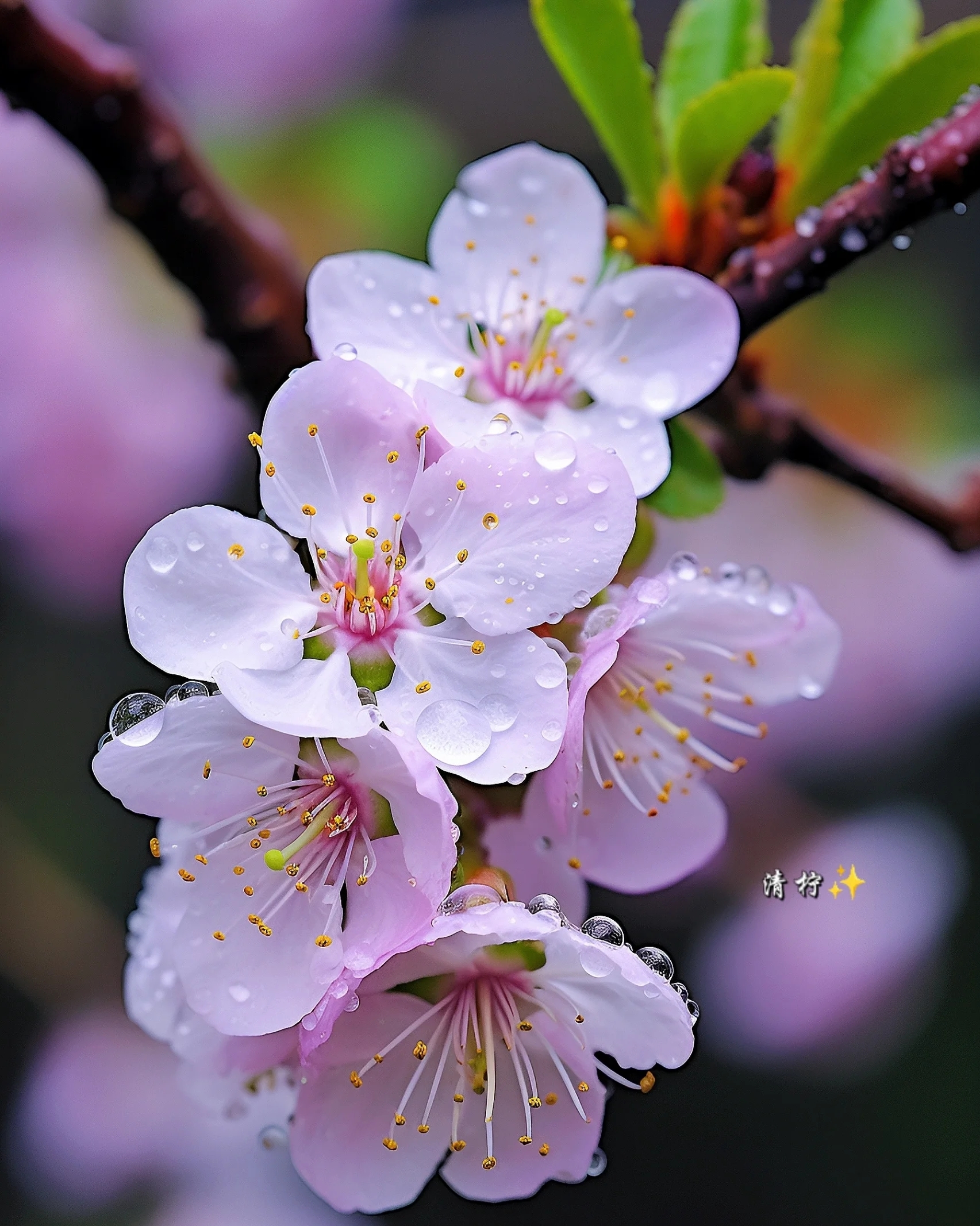 陌上花开,我等你来;陌上花败,此情还在