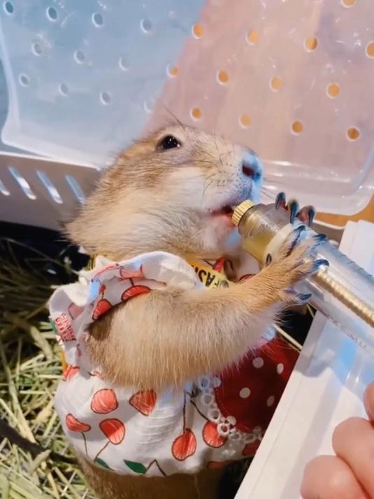 哈尼喝水水系列土拨鼠黑尾土拨鼠