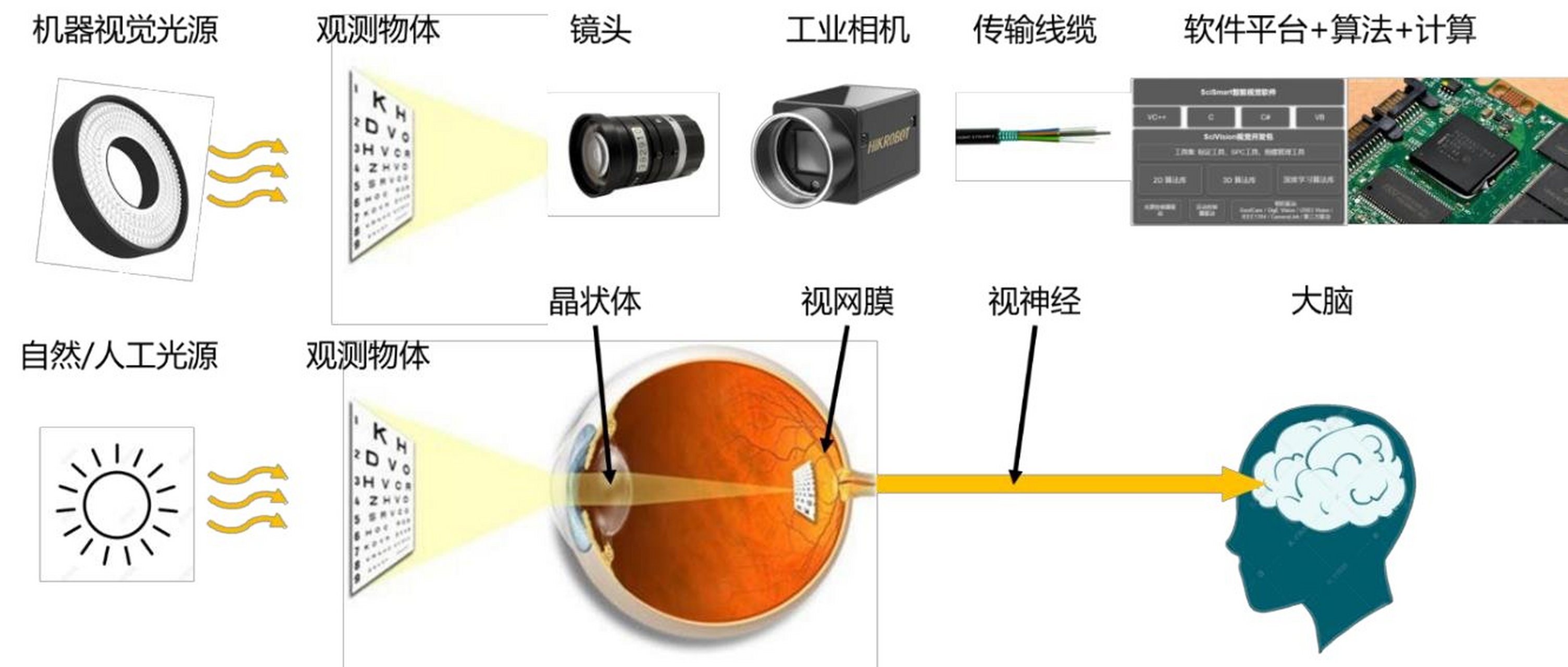 视觉的形成图片