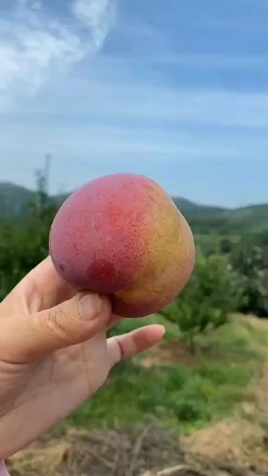 盖大李子酸甜适中个大口感甜