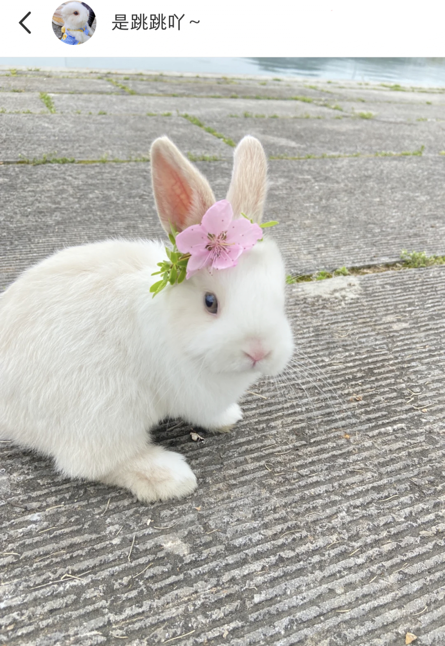 哈哈哈,这小兔子真可爱,好像一个小公主,纯洁又美丽![嘻嘻]#宠物