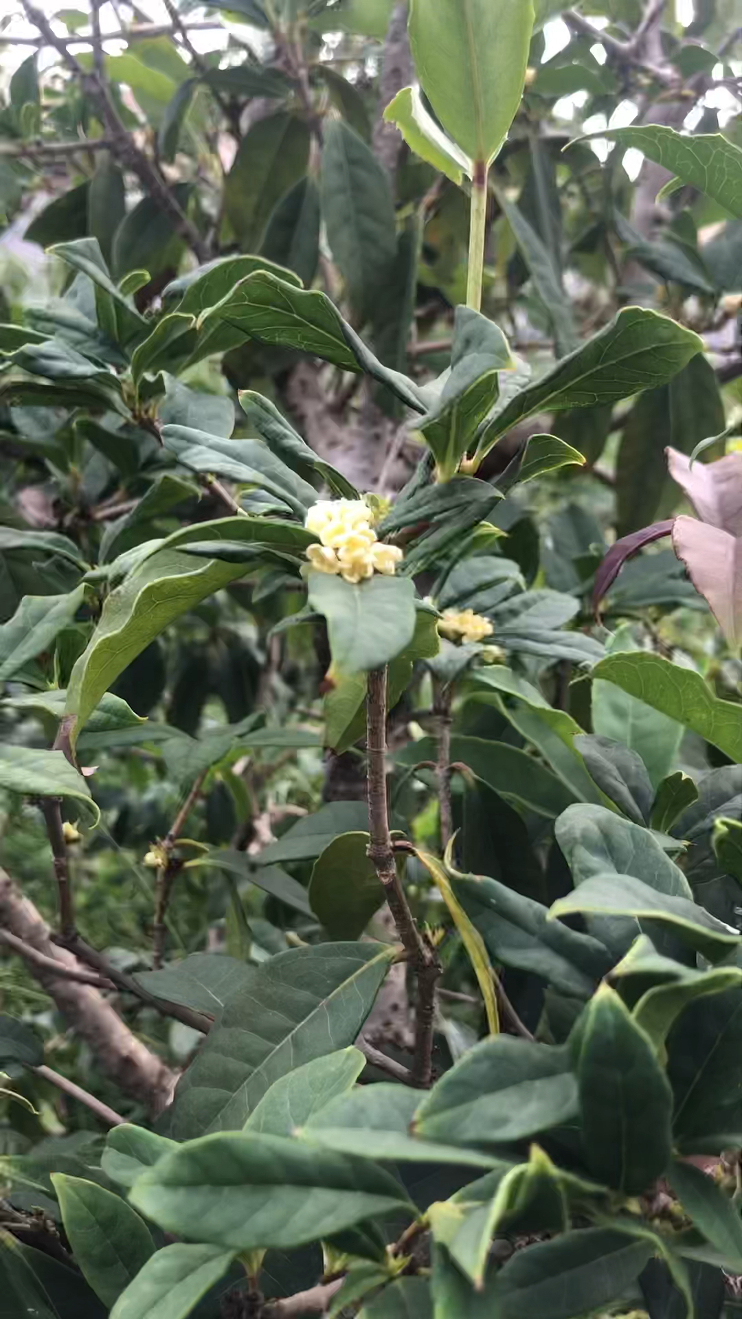 日香桂开花了,满园生香