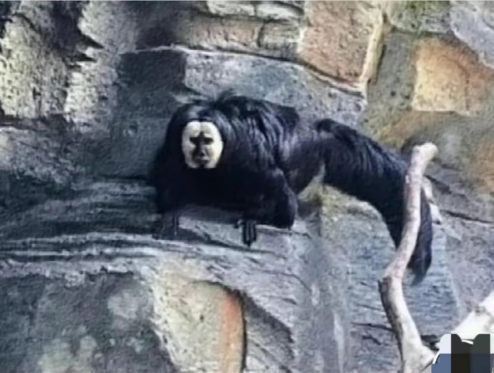 老马猴突然现身,传说夜晚专吃小孩!什么动物这么可怕?