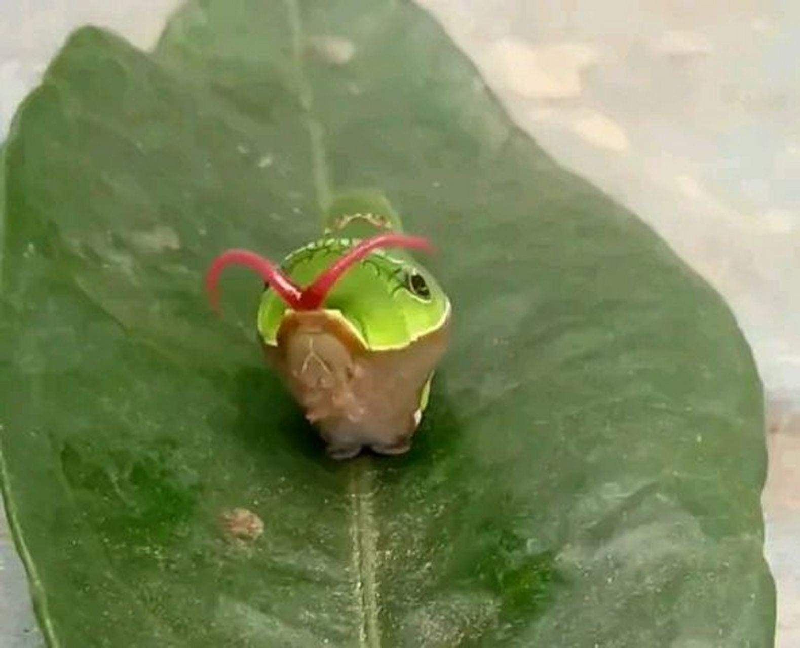 其实它是一种叫花椒凤蝶的幼虫,主要栖息在一些绿色树叶上,比如橘子