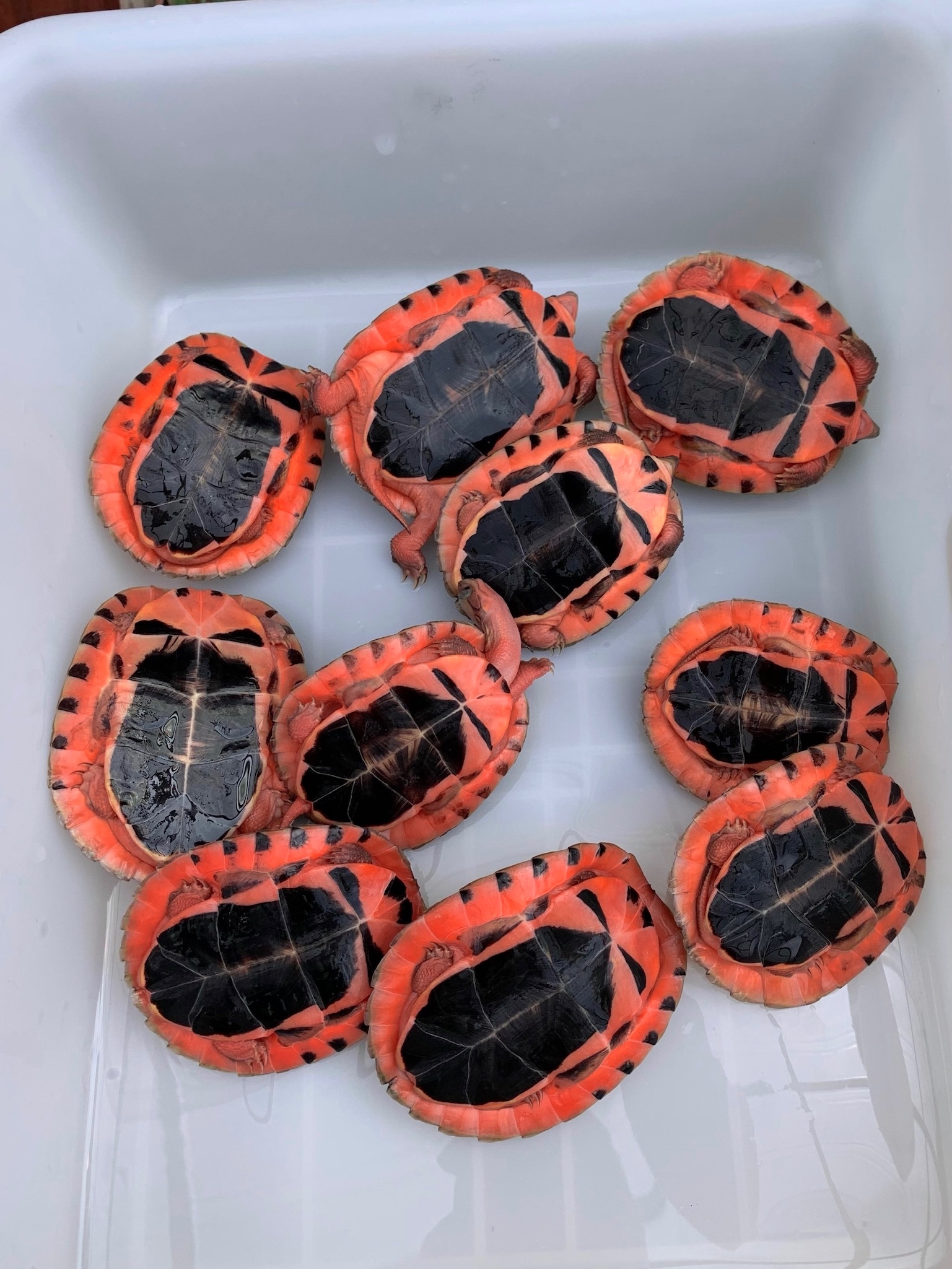 金钱龟最具有代表的品种:越南大米