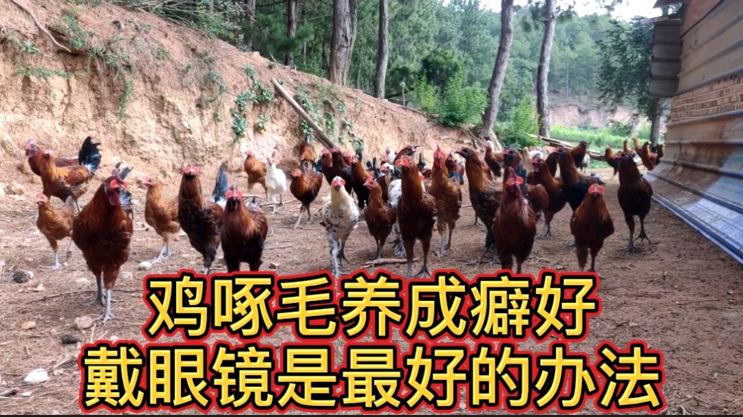 小鸡啄毛严重造成损失,可以给鸡戴眼镜,这是最实用最有效的办法