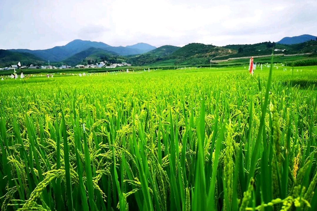 大理祥云:生态有机水稻进入灌浆成熟期,丰收在望