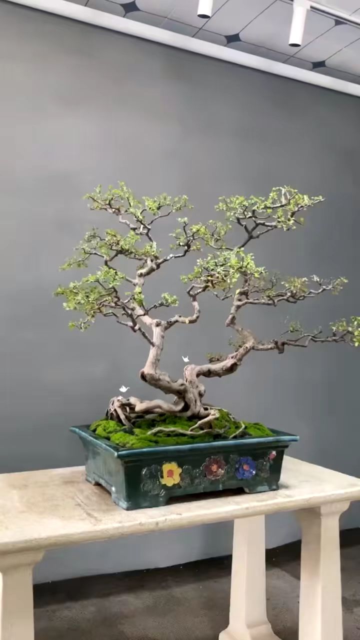 一本双杆极品雀梅.树古林幽静,山深听鸟鸣,心中无杂念,在下自安宁!