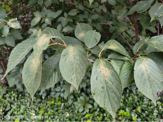 原色花卉病害虫百科 7 原色花卉病害虫百科 7 原色花卉病害虫百科 7 DK_世界园林植物与