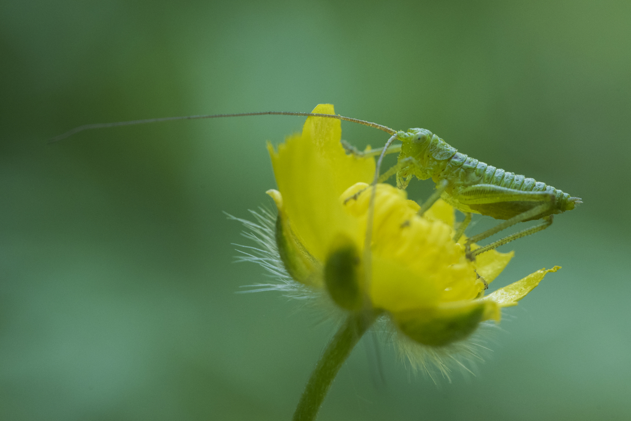 蝈蝈,天牛,花金龟