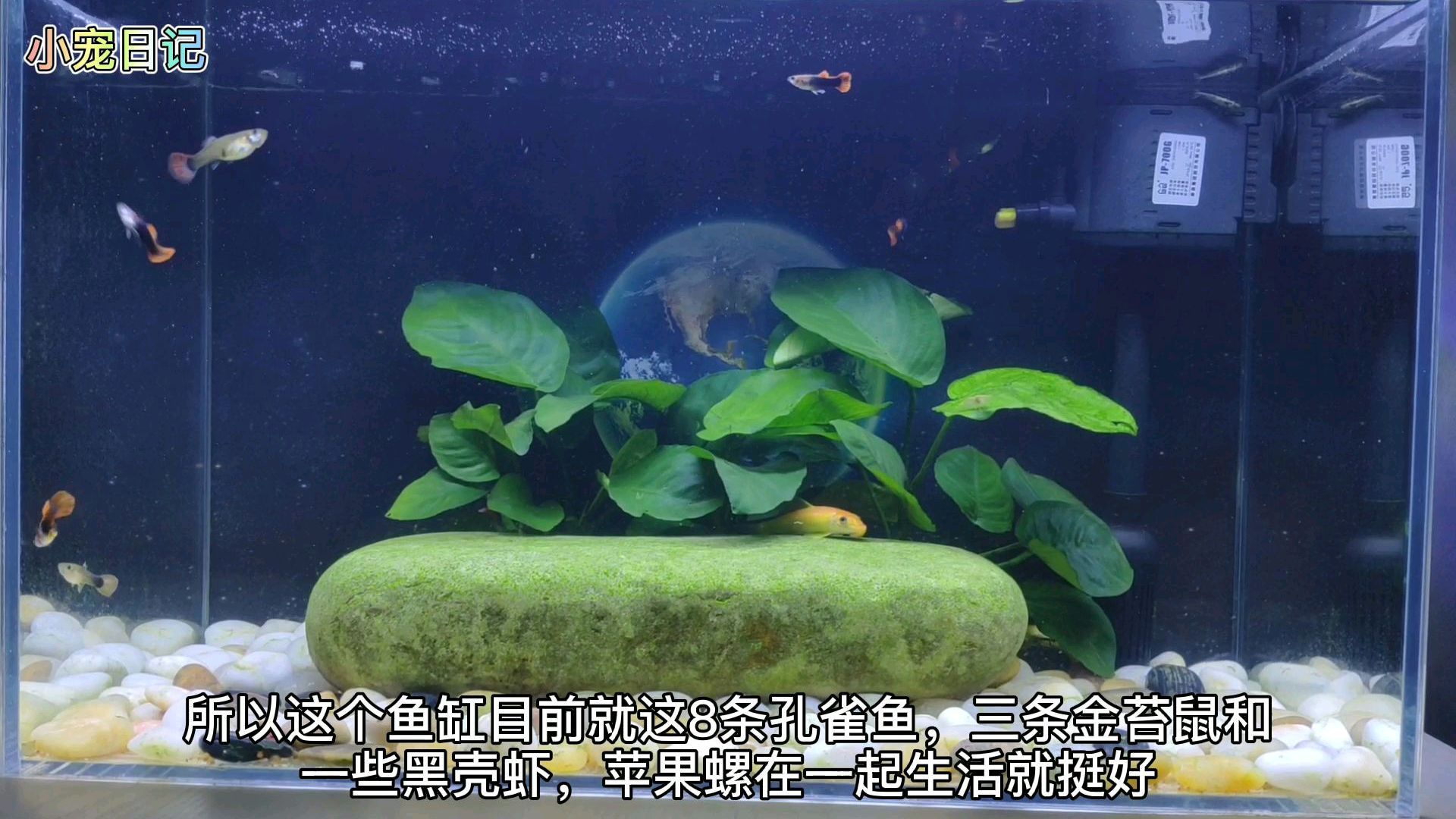 雄孔雀鱼老是追着母鱼到处跑,好像是要生小鱼的节奏